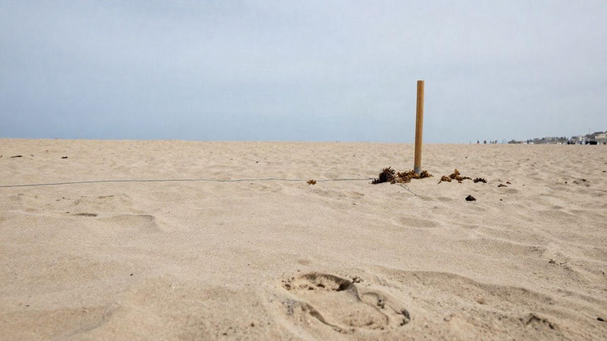 Imagen ilustrativa: tramo de arena de playa con un área delimitada por estacas de madera y cielo despejado al fondo