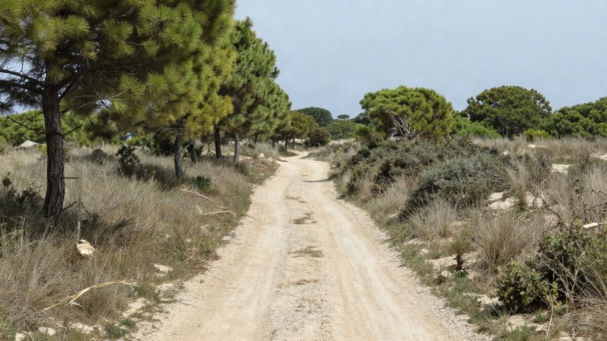 Imagen ilustrativa: sendero de tierra entre pinos y vegetación de duna en el delta del Llobregat.