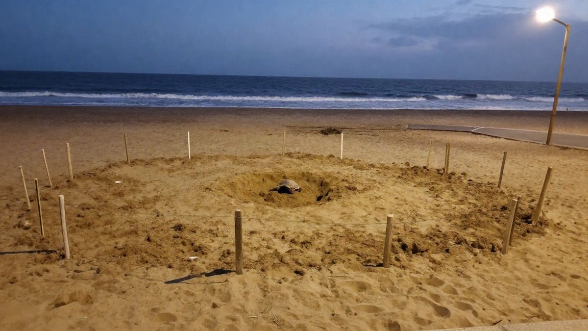 Imagen ilustrativa: arena de playa de noche con un área acotada que simula un nido de tortuga