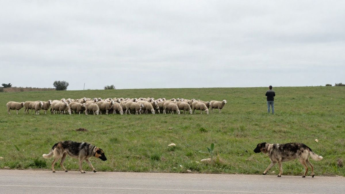 Imagen ilustrativa: un perro pastor conduciendo a un rebaño de ovejas en un prado, con una figura humana alejada de espaldas.