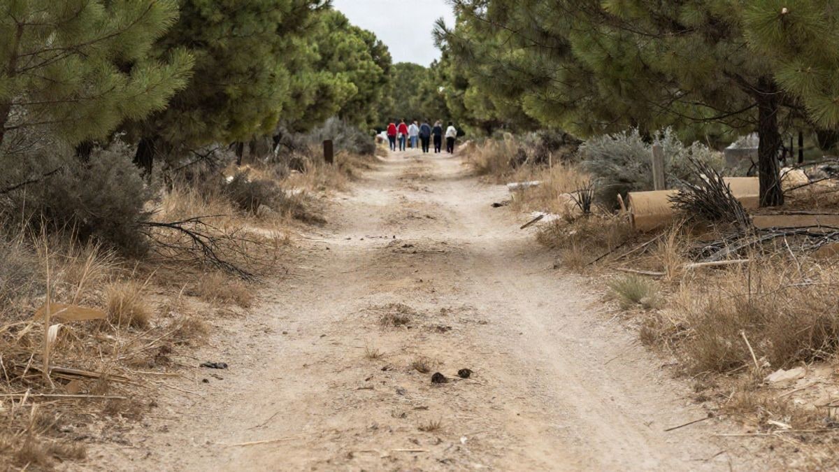 Imagen ilustrativa: camino forestal seco entre pinos y matorral, con un claro en la ladera.