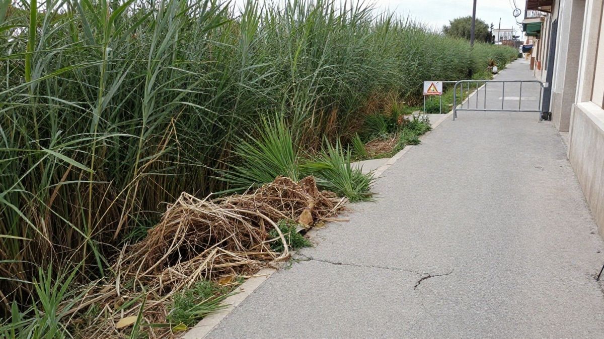 Imagen ilustrativa: un camino fluvial junto a un río con cañas altas y un tramo desbrozado con vegetación cortada